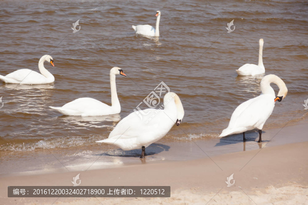海灘上的天鵝