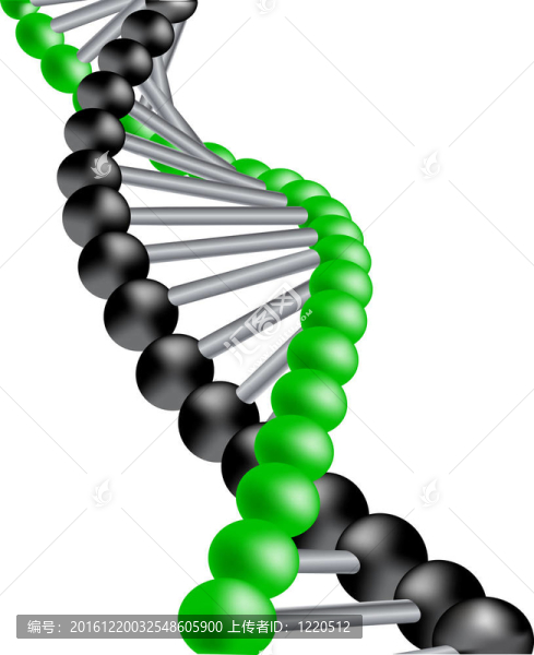 載體DNA