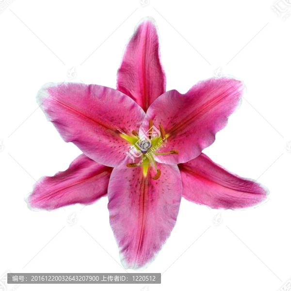 白色背景上開(kāi)的粉色百合花