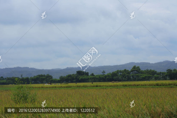 亞洲的稻田