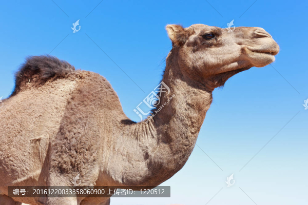 藍(lán)色天空的Lone,Camel