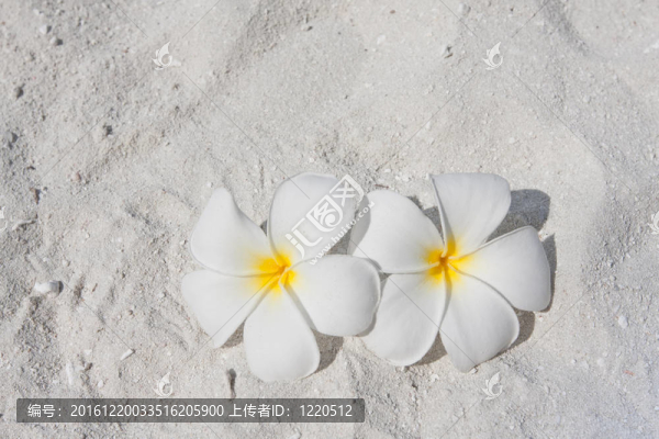 海灘上的雞蛋花