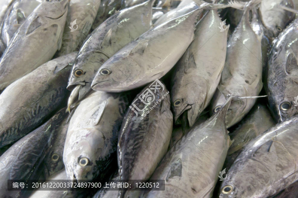 市場上的魚類