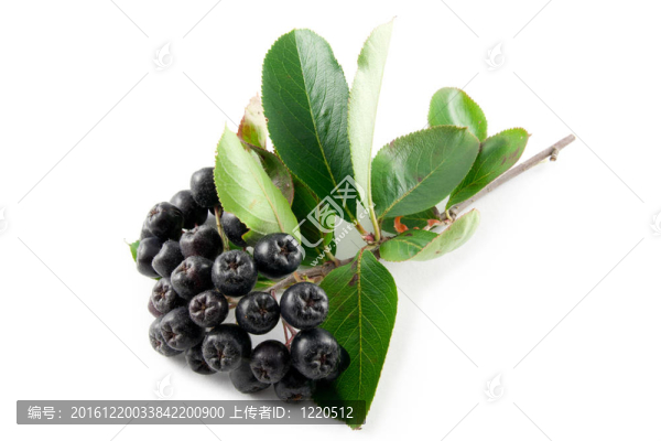 Black,Chokeberry（黑）
