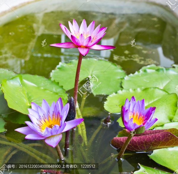池塘中的三蓮花