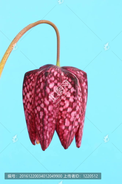小貝母