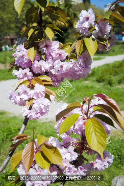櫻花的花