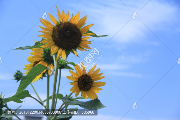 向日葵
