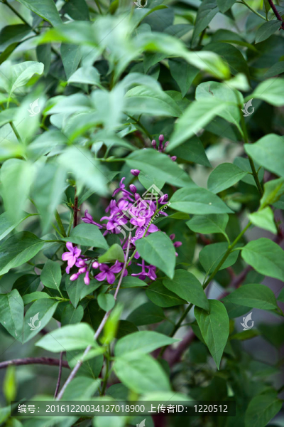美麗的紫色丁香花在春天戶外