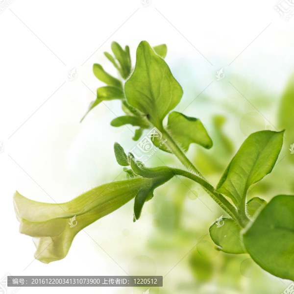 在綠色和白色背景的矮牽?；ù故祝粚τ陧撁娴倪吙蛟O計元素