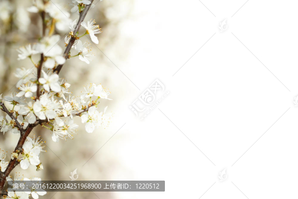 開花的櫻花在春天淺的焦點和空間的文本