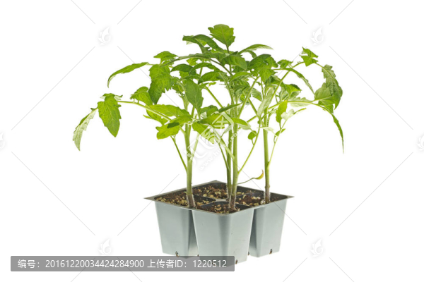 移栽番茄苗