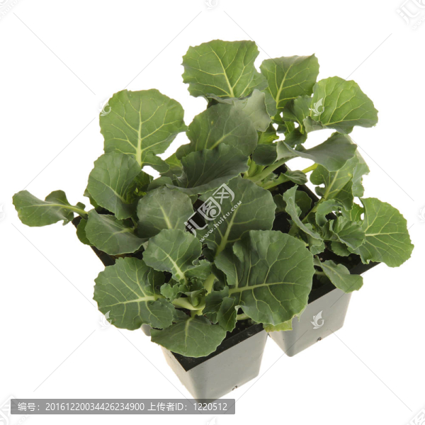 西蘭花育苗移栽