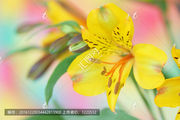 黃色的小百合花