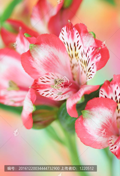 紅色的小百合花