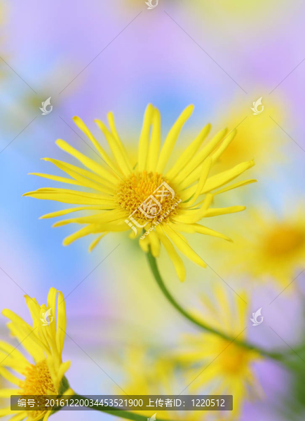 黃色的雛菊花