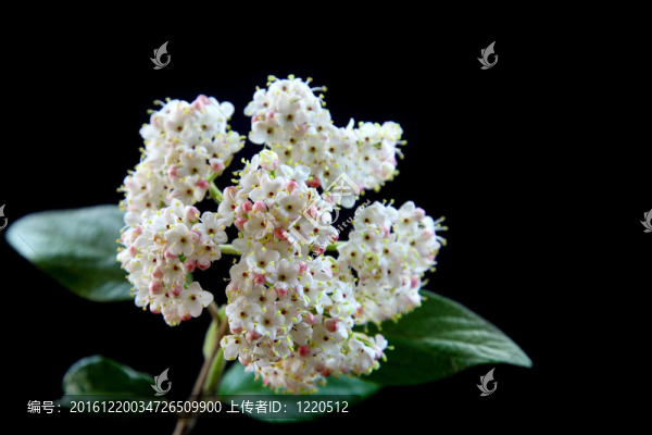 ehite蠟花