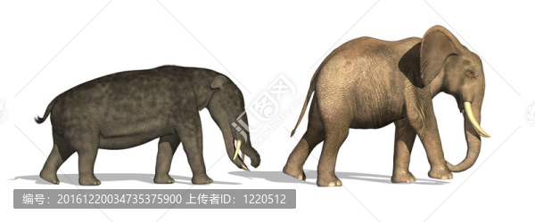 鏟齒象和大象的比較