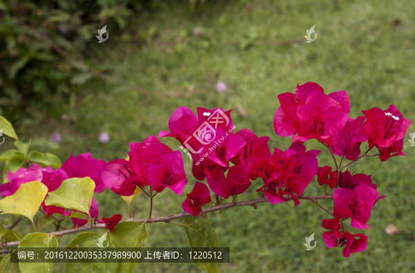 粉紅色的杜鵑花