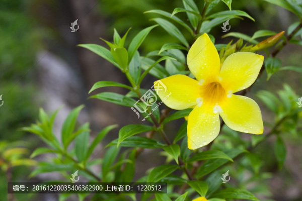 花園里的黃花