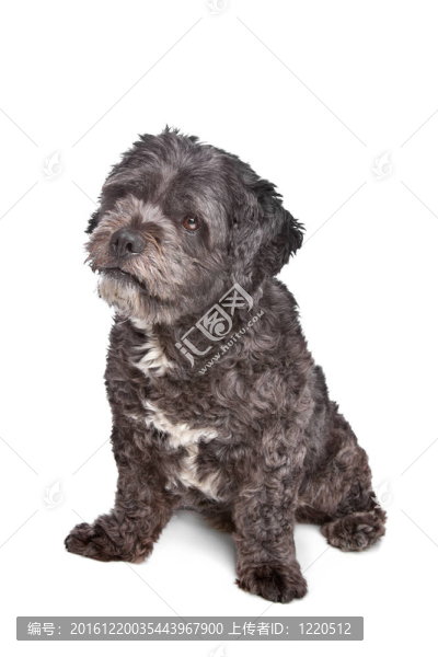 潮狗
