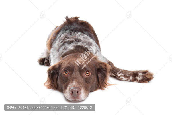 斯塔比嚎犬