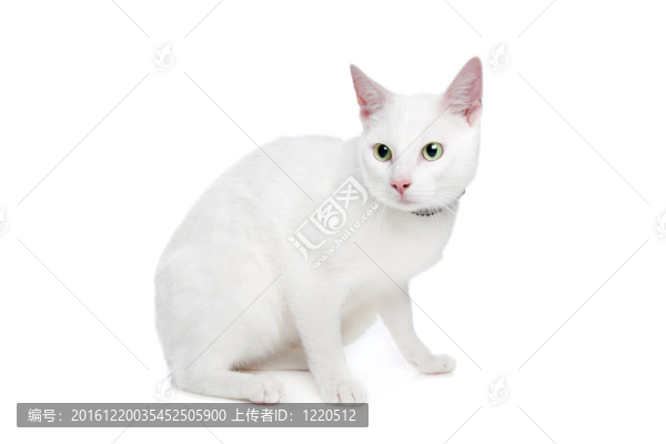 白色的布偶貓綠色的眼睛
