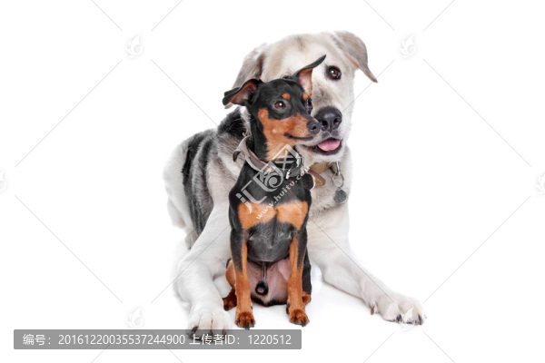 迷你杜賓犬和一個(gè)混合品種的實(shí)驗(yàn)室
