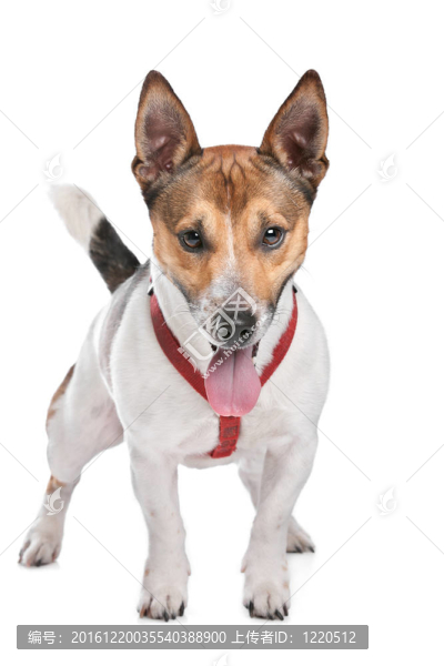 杰克羅素梗犬