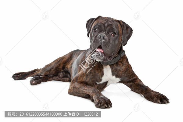拳師犬