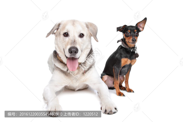 迷你杜賓犬和一個(gè)混合品種的實(shí)驗(yàn)室