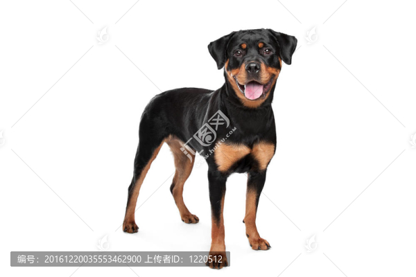 羅威