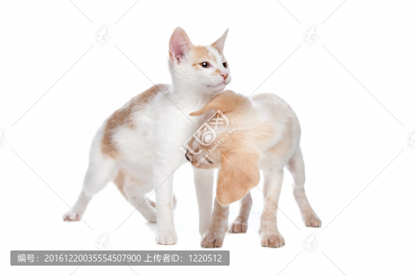 小狗和小貓