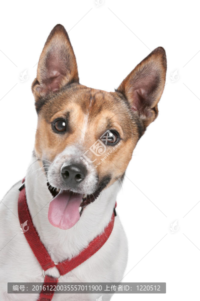 杰克羅素梗犬