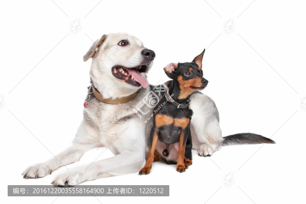 迷你杜賓犬和一個混合品種的實驗室