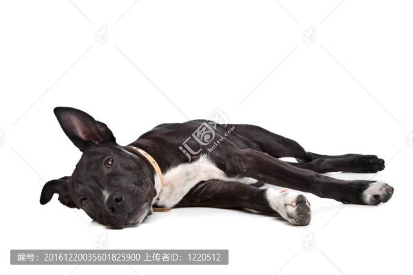 美國(guó)斯塔福德郡梗小狗