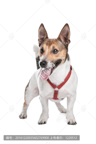 杰克羅素梗犬