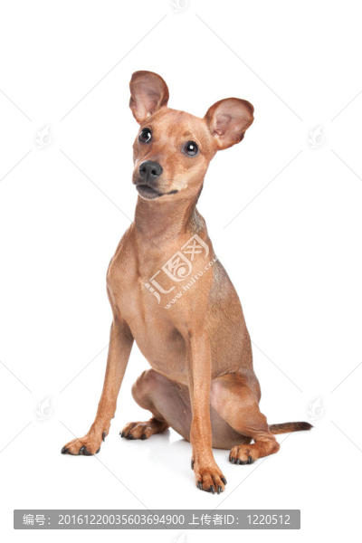 迷你杜賓犬