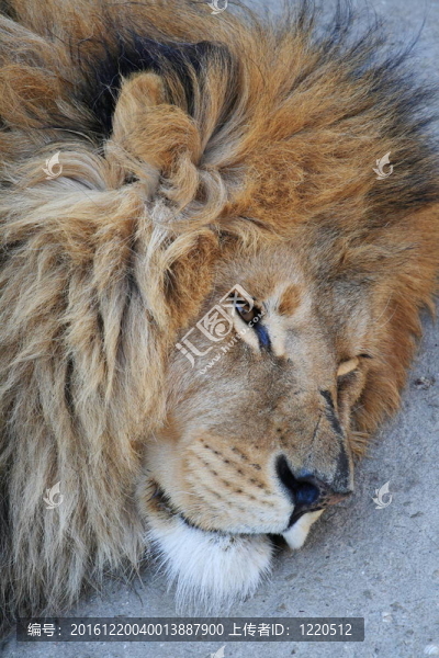 獅子頭