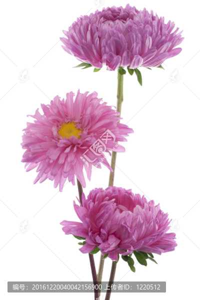 中國紫菀