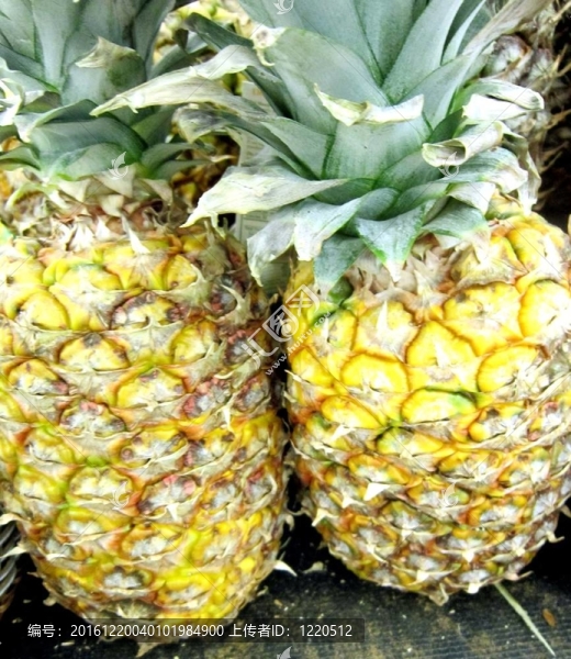 兩個(gè)新鮮的菠蘿