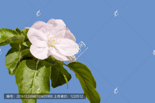 淡粉色花蘋果