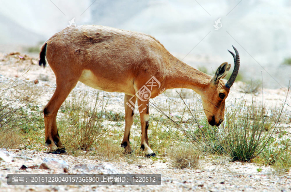 野生動物照片-山羊