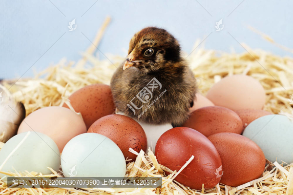 Araucana,Chick和雞蛋