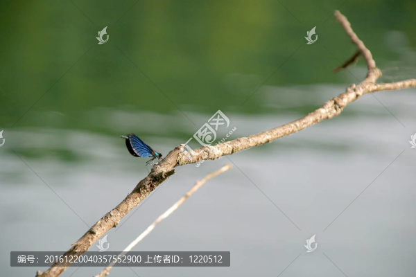 差翅亞目dragonfly1