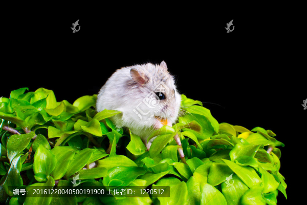 黑色背景上的花盆上的倉(cāng)鼠