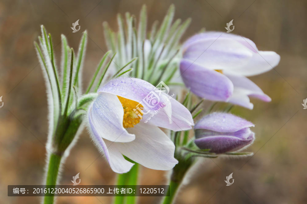 雪花蓮