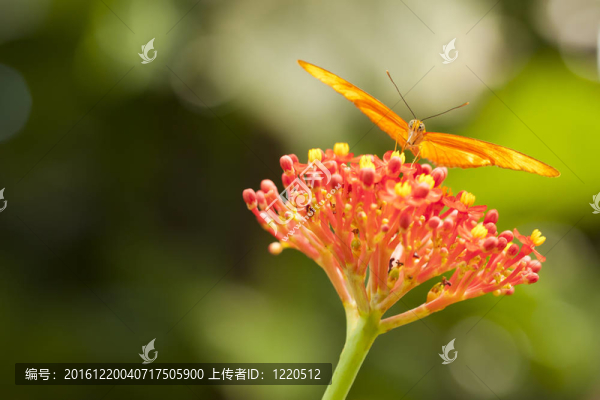 美麗的橙色蝴蝶在Colorful,Flower