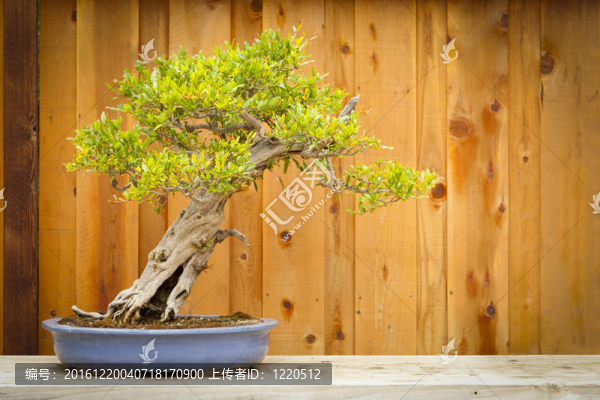 石榴盆景樹對木柵欄