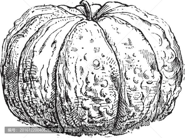 哈密瓜或甜瓜Cantalupensis；復(fù)古雕刻